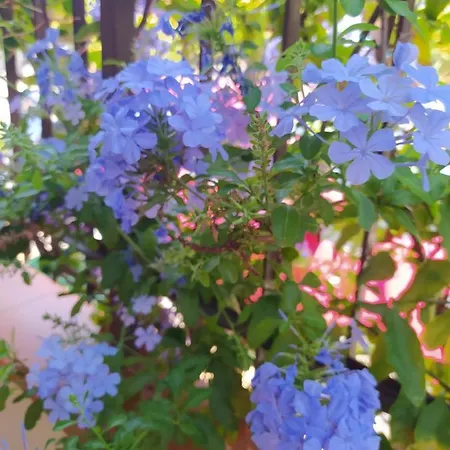 My Little House - Con Patio E Parcheggio Privato A 5 Minuti Dalla E Dal Centro * Tropea