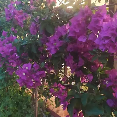 My Little House - Con Patio E Parcheggio Privato A 5 Minuti Dalla E Dal Centro * 트로페아