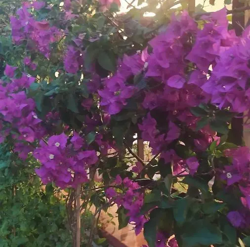 My Little House - Con Patio E Parcheggio Privato A 5 Minuti Dalla E Dal Centro * Tropea